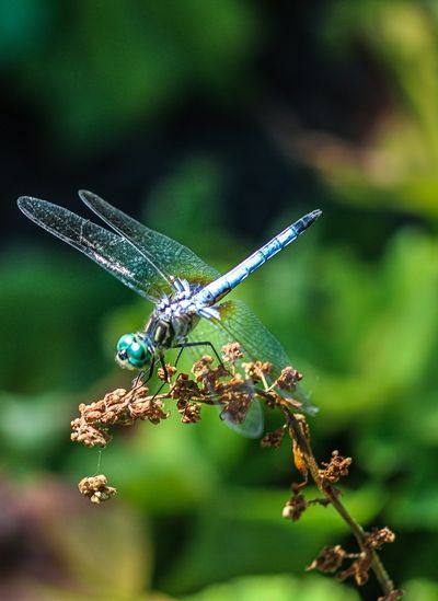 Libelle mit schimmernd blauem Körper und transparenten Flügeln sitzt auf einem vertrockneten Pflanzenzweig vor unscharfem grünem Hintergrund.
